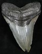 Bargain Fossil Megalodon Tooth - Feeding Wear #26525-1